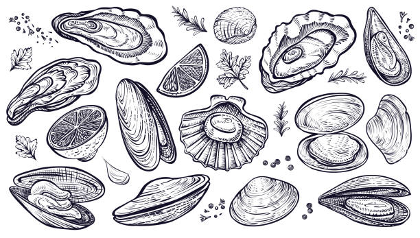 illustrations, cliparts, dessins animés et icônes de fruits de mer de crustacés, ensemble vectoriel dessiné à la main. huîtres, moules, pétoncles et autres. - coquille st jacques
