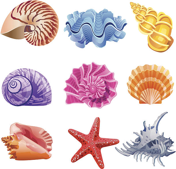 Shells Icon set with 9 colorful mollusc's shells. In CMYK format, ready to print. seashell stock illustrations