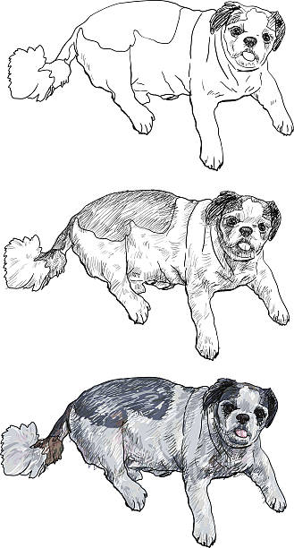 Shihtzu Stock Illustration Download Image Now Istock