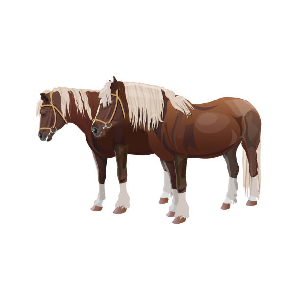 bildbanksillustrationer, clip art samt tecknat material och ikoner med shire utkast till hästar - working stable horses