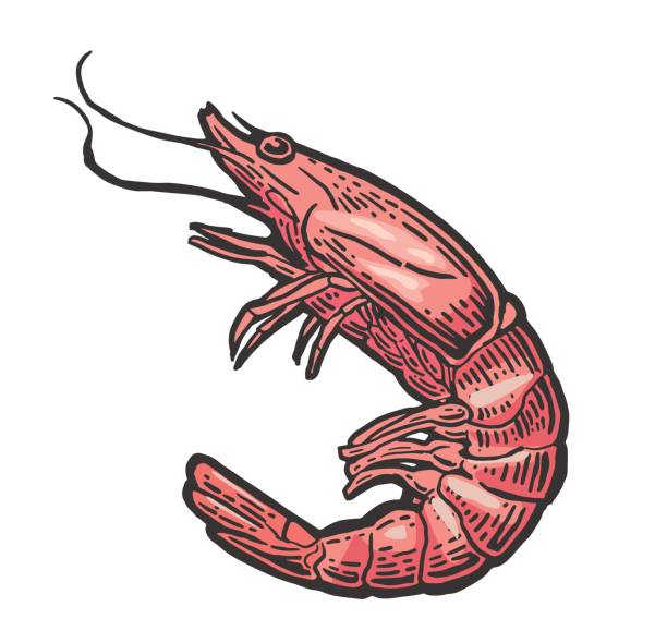 Best Shrimp Illustrations, Royalty-Free Vector Graphics & Clip Art - iStock