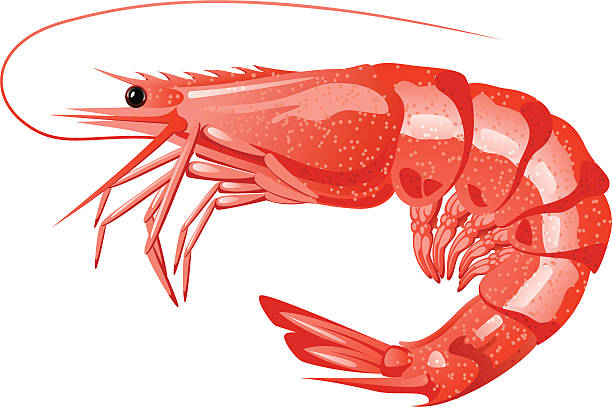 shrimp - garnelen stock-grafiken, -clipart, -cartoons und -symbole