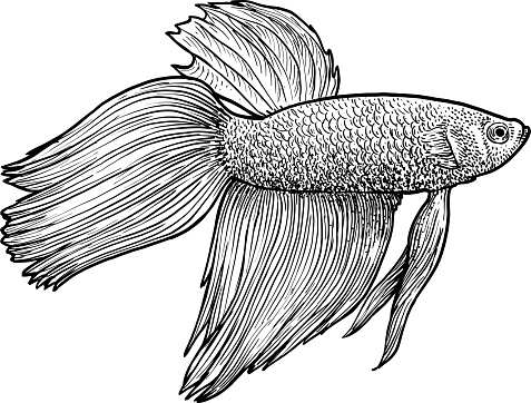 Siamese fighting fish illustration, drawing, engraving, ink, line art, vector