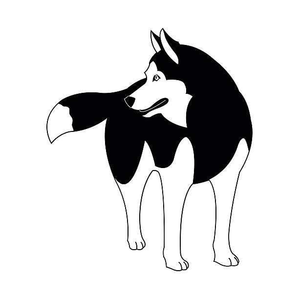 Best Siberian Husky Illustrations, RoyaltyFree Vector