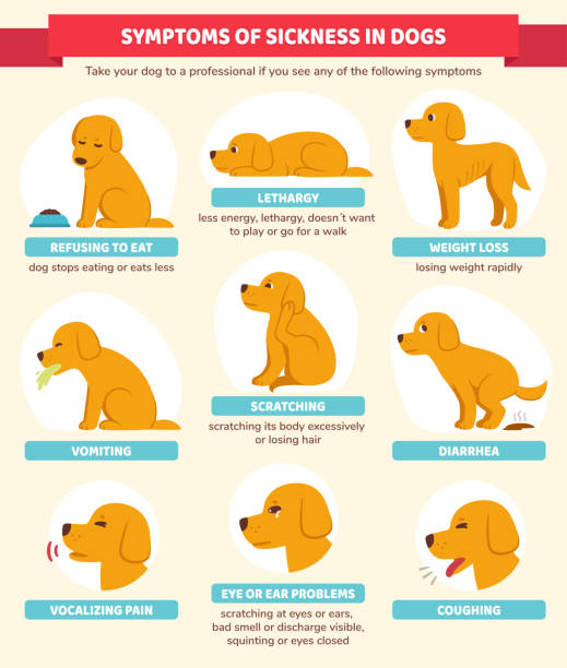 Sick dog symptoms infographic Sick dog symptoms infographic chart. Veterinary canine health illustration in cute cartoon style. pain clipart stock illustrations