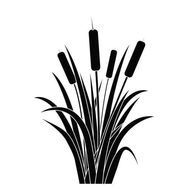 Silhouette Black Water Reed Plant Cattails Leaf. Vector Silhouette Black Water Reed Plant Cattails Leaf Grass Environment Swamp, Lake and River. Vector illustration cattail stock illustrations