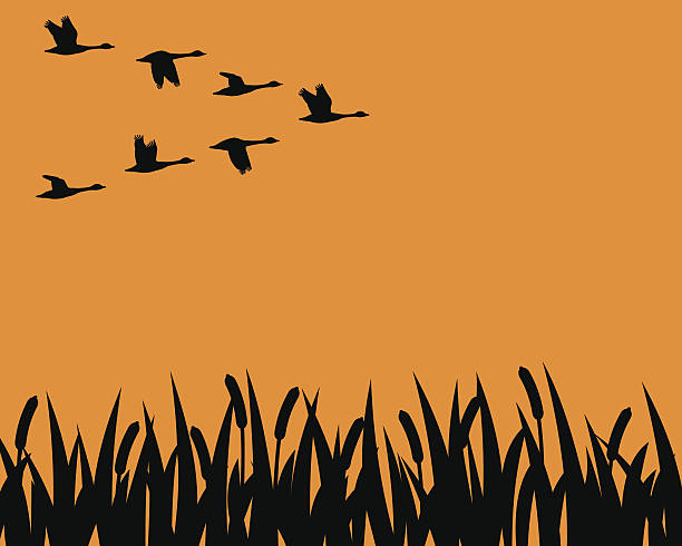 Silhouette geese and marsh A flock of geese in formation fly over a marsh in silhouette. cattail stock illustrations
