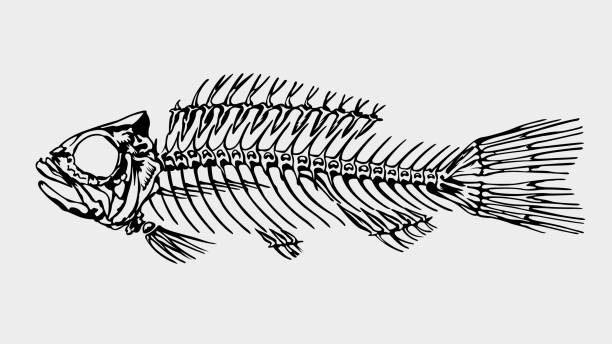 Silhouette in black color of a skeleton of a big fish on light gray background Silhouette in black color of a skeleton of a big fish on light gray background. Vector image animal bone stock illustrations