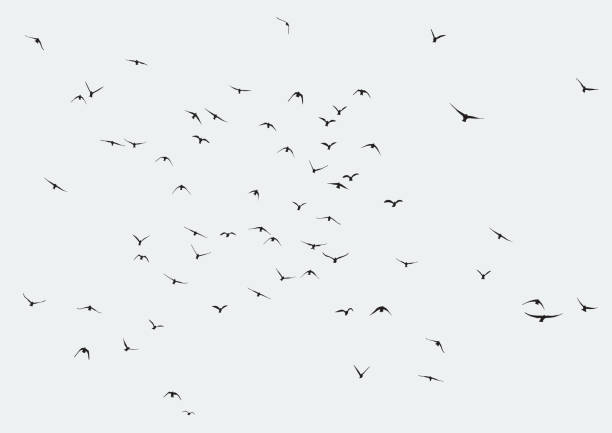 bird photoshop brushes free photoshop brushes at brusheezy