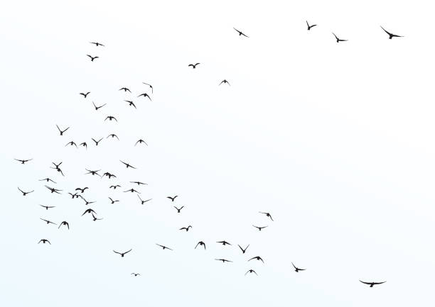 105 856 flock of birds stock photos pictures royalty free images istock