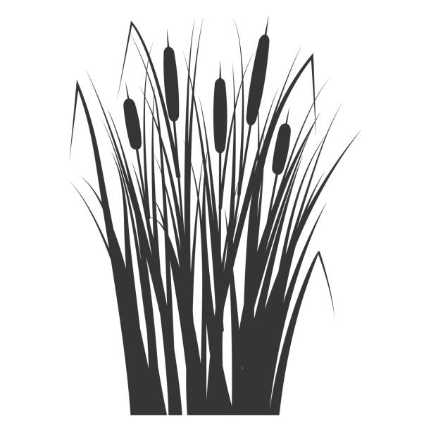 Silhouette of a reed in the green grass. Swamp and river plants. Cattail isolated on white background. Vector flat illustration Silhouette of a reed in the green grass. Swamp and river plants. Cattail isolated on white background. Vector flat illustration. riverbank stock illustrations