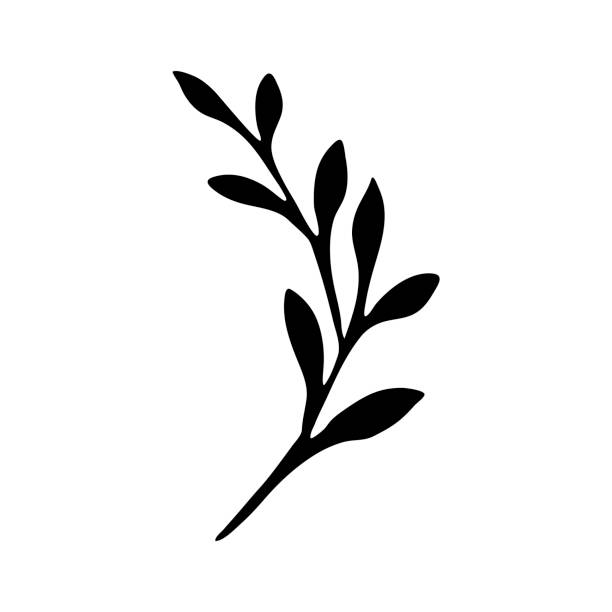 Silhouette of a twig of a plant with leaves. Silhouette of a twig of a plant with leaves. Vector element for the design. Monochrome illustration. branch plant part stock illustrations