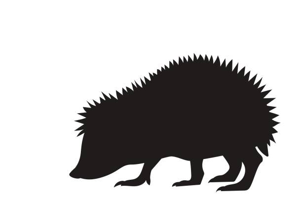 silhouette of a walking hedgehog vector silhouette of a walking hedgehog hedgehog stock illustrations