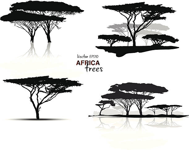 Silhouette of africa trees Silhouette of africa trees black on white background, vector illustration acacia tree stock illustrations