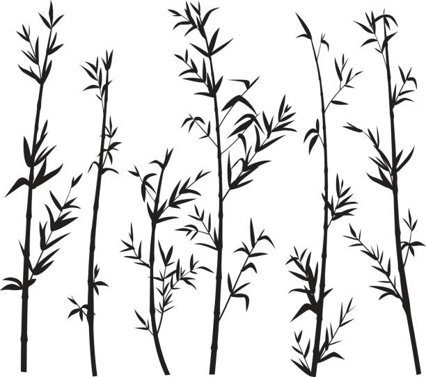 Silhouette of bamboo forest Black and white silhouette of bamboo groove bamboo plant stock illustrations