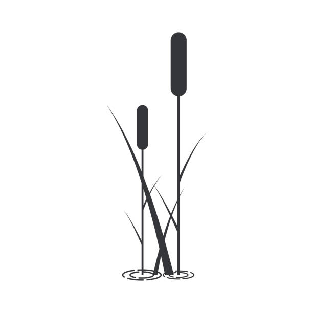 Silhouette of bulrush with leaves. Silhouette of bulrush with leaves. Nature icon. cattail stock illustrations