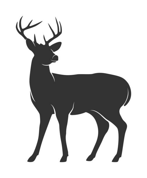 흰색 바탕에 뿔 사슴의 실루엣 - 사냥 stock illustrations