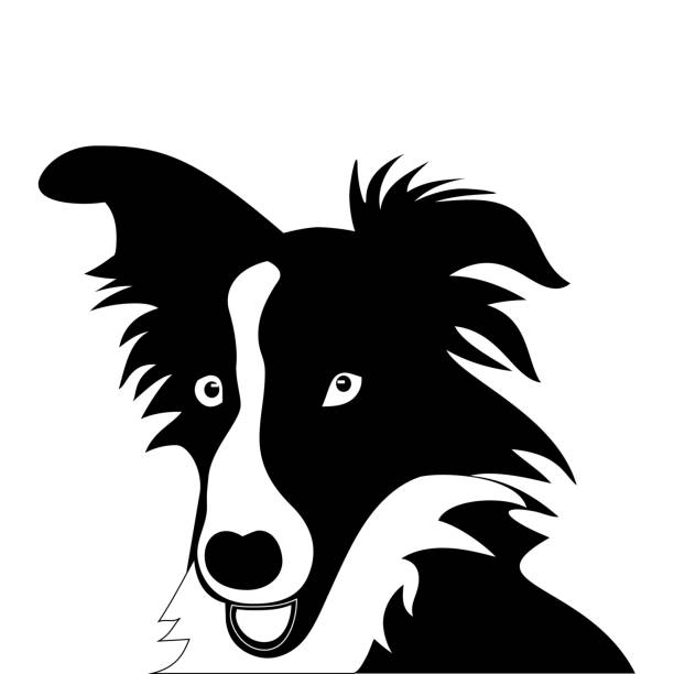 Royalty Free Border Collie Clip Art, Vector Images