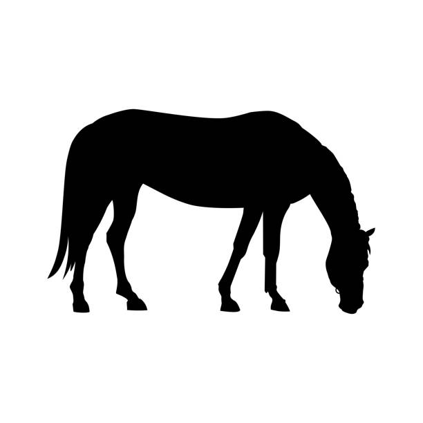 Silhouette of grazing horse. Silhouette of grazing horse. Vector illustration isolated on white background horse clipart stock illustrations