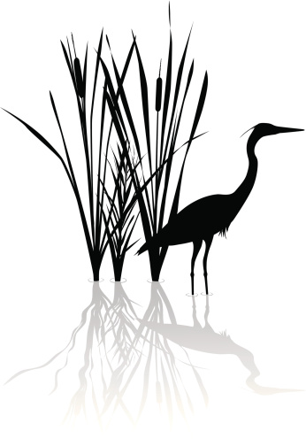 Silhouette of great blue heron with reflections