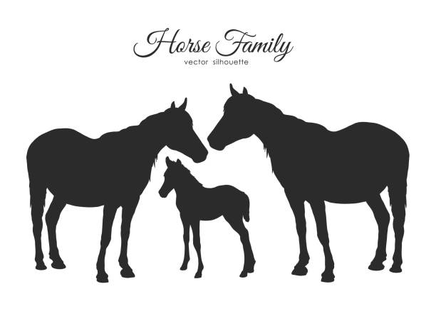 bildbanksillustrationer, clip art samt tecknat material och ikoner med silhuetten av hästar familjen isolerad på vit bakgrund. - foal