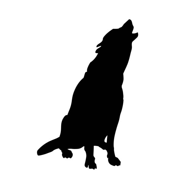 ilustrações, clipart, desenhos animados e ícones de silhueta de lobo uivando. - wolf portrait