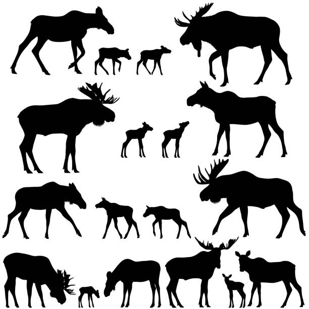 Silhouette of moose Collection of silhouettes of mooses also named elks and its cubs moose stock illustrations
