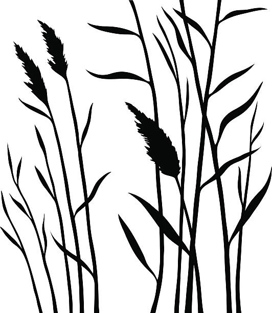 Silhouette of the reed isolated on white background Silhouette of the reed isolated on white background. All branches are divided. Layers. Stock vector illustration. cattail stock illustrations