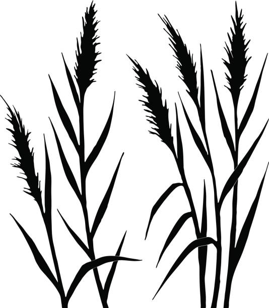 Silhouette of the reed Silhouette of the reed on a white background. All plants are separated. Vector illustration. cattail stock illustrations