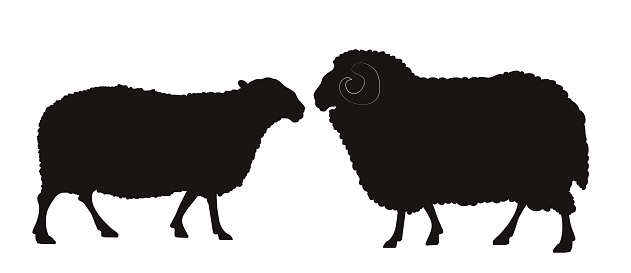 silhouette of the sheep