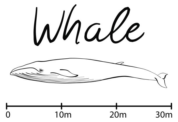bildbanksillustrationer, clip art samt tecknat material och ikoner med silhuetten av whale, blåval isolerade svarta och vita vektor - blue whale
