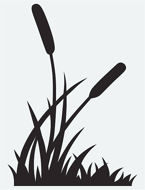 Silhouette reed Silhouette reed isolated on white background cattail stock illustrations