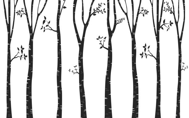 silhouette baum birke hintergrund - birken stock-grafiken, -clipart, -cartoons und -symbole