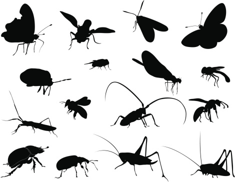 Silhouettes - Insects