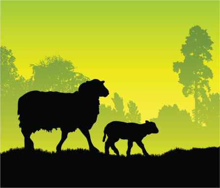 Silhouettes of a sheep and lamb walking through a field