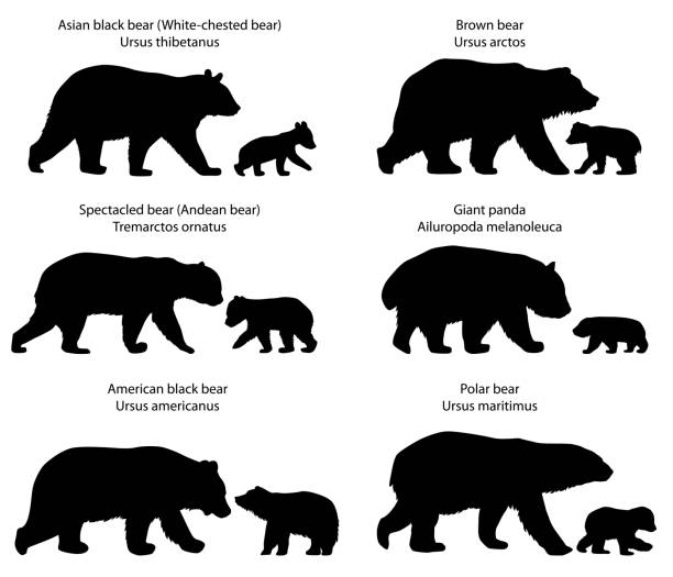 Silhouettes of bears and bear-cubs Collection of silhouettes of  different species of bears and bear-cubs cub stock illustrations