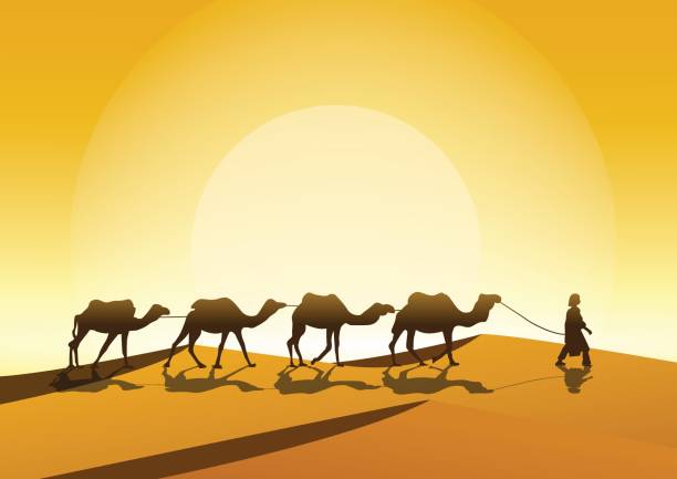 silhouettes of camels at sunset. silhouettes of camels at sunset. hot arab woman stock illustrations