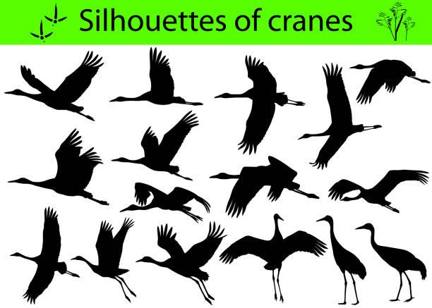Silhouettes of cranes Collection of silhouettes of cranes bird silhouettes stock illustrations