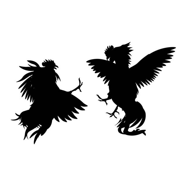 силуэты боевых петухов - pics of a fighting rooster farms stock illustratio...
