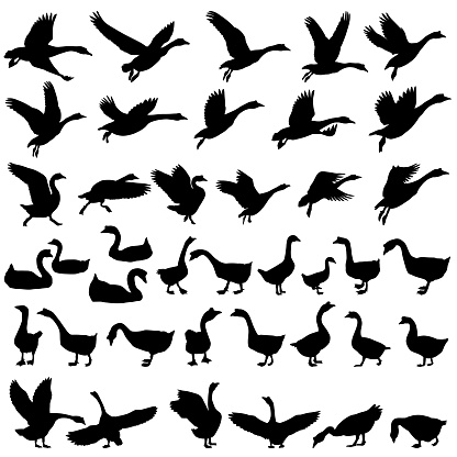 Silhouettes of gooses