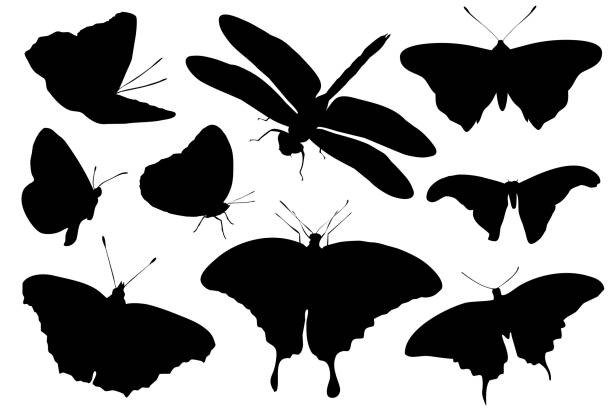 Silhouettes of insects isolated on white background. Vector illustration vector art illustration