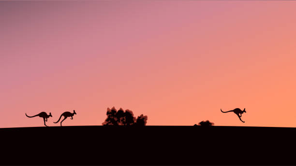 Silhouettes of kangaroos against the background of the evening sky Silhouettes of kangaroos against the background of the evening sky, vector illustration kangaroo stock illustrations