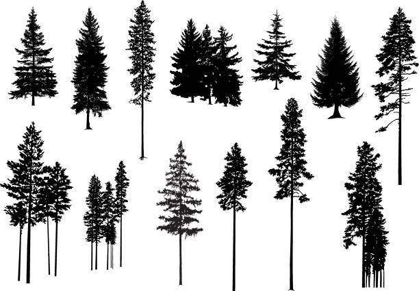 ilustrações, clipart, desenhos animados e ícones de silhuetas de pinheiros. - árvore