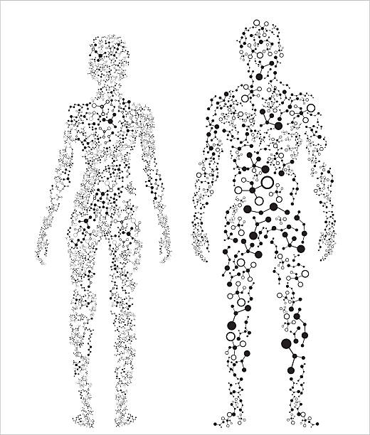 2 silhouettes of the human body made up of dots Human body, molecular concept. dna silhouettes stock illustrations