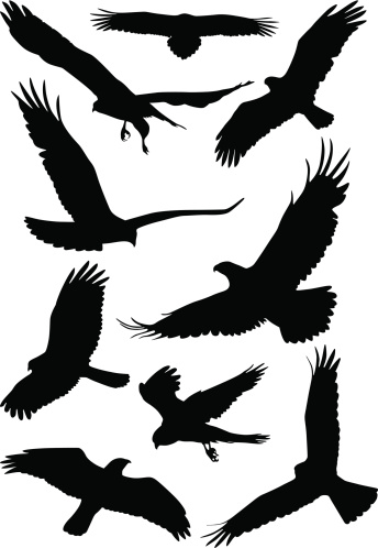 The silhouette of wild birds