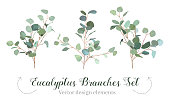 Silver dollar eucalyptus selection branches vector design set. Cute rustic wedding greenery. Mint, blue tones. Watercolor style collection. Mediterranean tree. All elements are isolated and editable