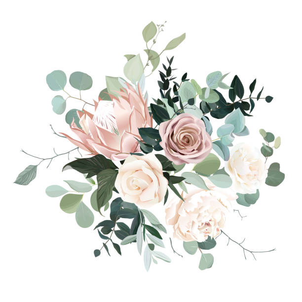Silver sage and blush pink flowers vector design bouquet. Silver sage and blush pink flowers vector design bouquet. Beige protea, creamy and dusty rose, white ivory peony, eucalyptus, greenery. Wedding floral garland. Pastel watercolor. Isolated and editable pale pink stock illustrations