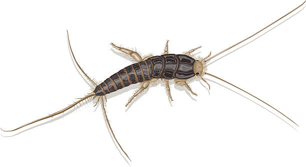 Download Silverfish Illustrations, Royalty-Free Vector Graphics & Clip Art - iStock