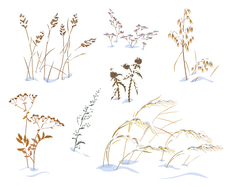 Set of wild herbs and cereals under the snow isolated on white background. Simple dried oats, thistle, sagebrush and grasses vector flat illustration. Winter collection snow covered meadow plants. vector