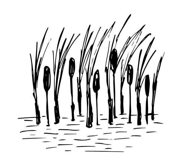 Simple hand-drawn vector drawing in black outline. Lake shore, reeds, calm water, river, swamp. Nature, landscape, duck hunting, fishing. Simple hand-drawn vector drawing in black outline. Lake shore, reeds, calm water, river, swamp. Nature, landscape, duck hunting, fishing. duck pond stock illustrations